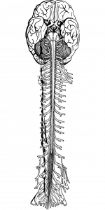 Neurophysiologische Therapie