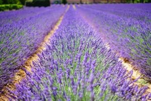Phytotherapie